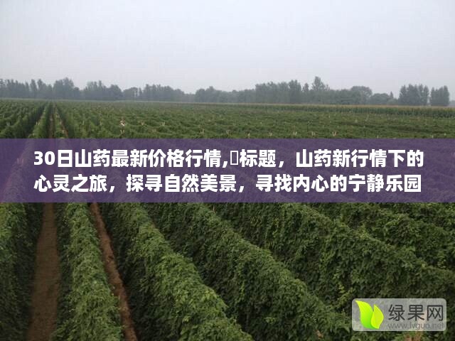 山药新行情下的心灵探寻，自然美景与宁静乐园的追寻