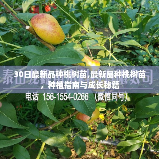 江南烟雨断桥殇 第45页