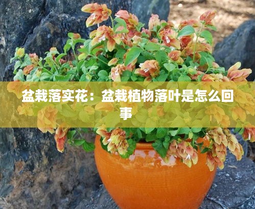 盆栽落实花：盆栽植物落叶是怎么回事 