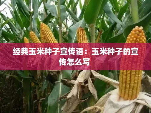 经典玉米种子宣传语：玉米种子的宣传怎么写 