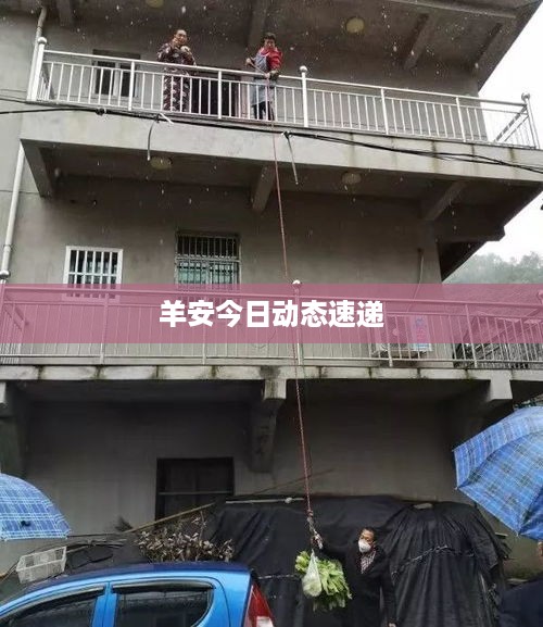 羊安今日动态速递
