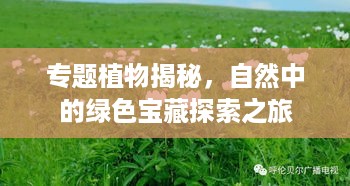 专题植物揭秘，自然中的绿色宝藏探索之旅