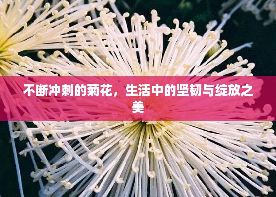 不断冲刺的菊花，生活中的坚韧与绽放之美