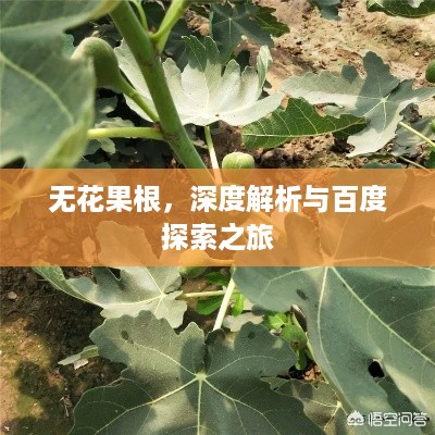 无花果根，深度解析与百度探索之旅