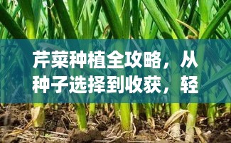 芹菜种植全攻略，从种子选择到收获，轻松掌握种植方法与技巧