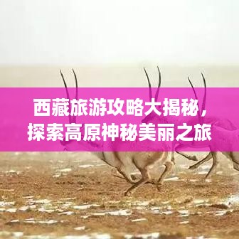 西藏旅游攻略大揭秘，探索高原神秘美丽之旅！