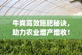 牛粪高效施肥秘诀，助力农业增产增收！